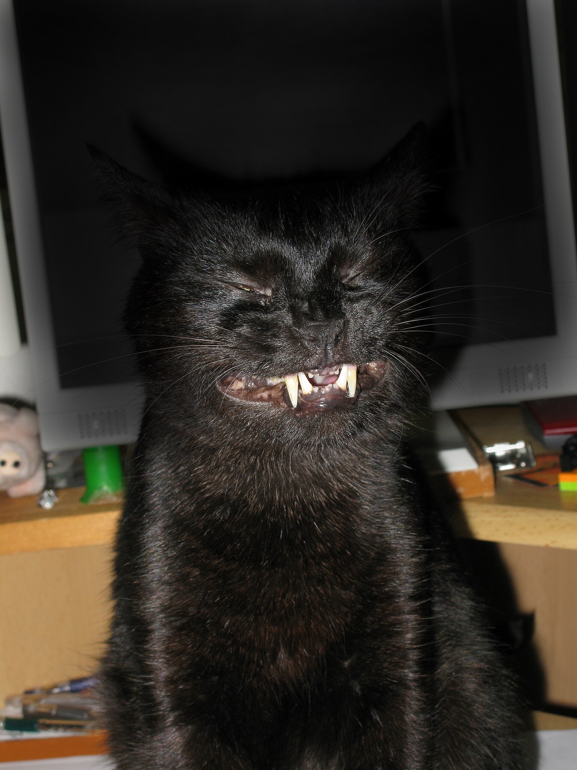 A person gently lifting a cat's lip to look at the teeth during a calm home session